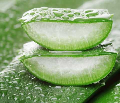 Aloe vera, a plant commonly used in infusions and preparations